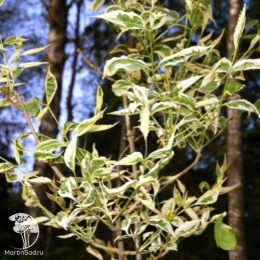 Ясень пенсильванский Аргентиомаргината на штамбе