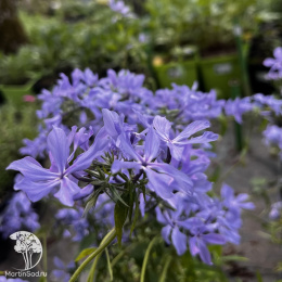 Флокс растопыренный Клаудс оф Парфюм