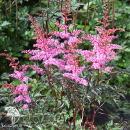 Astilbe simplicifolia Inshriach Pink Астильба простолистная Иншриах Пинк