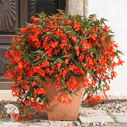 Бегония Триумф красный F1 (боливийская) 