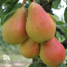 Груша гибрид Чижовская + Осеннее Яковлева