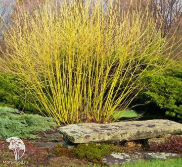 Фото Дёрен отпрысковый Баддс Еллоу