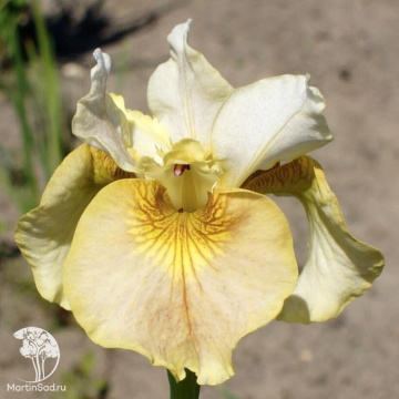 Фото Ирис сибирский Вайт Амбер