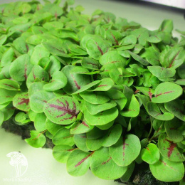 Щавель Сангвиник