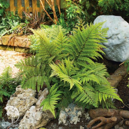 Кочедыжник ушковый Оканум