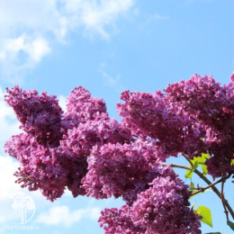 Сирень обыкновенная Индия