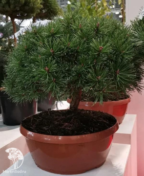 Фото Сосна горная Литомисл