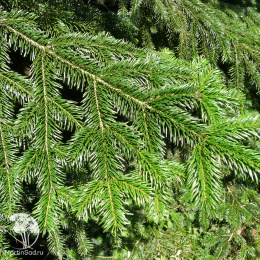 Пихта новогодняя Нордмана