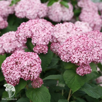 Фото Гортензия древовидная Свит Аннабель