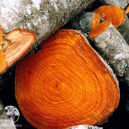 Ольха красная Пиннатис