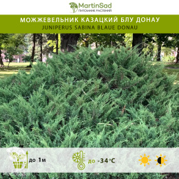 Можжевельник казацкий Блу Донау