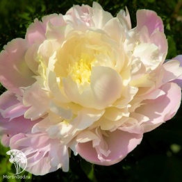 Фото Пион молочноцветковый Робийн