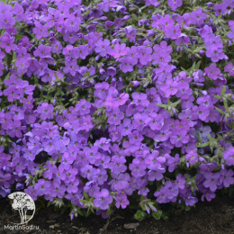 Флокс шиловидный Роуз Спрайт