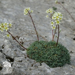 Saxifraga сrustata Камнеломка инкрустированная