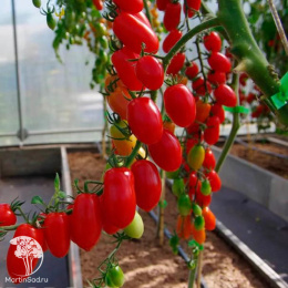 Томат Черри Ваше Благородие F1 ( 2-ной пак.)