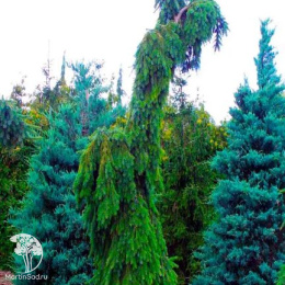 Ель восточная Пендула