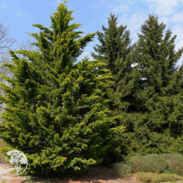 Кипарис Лейланда