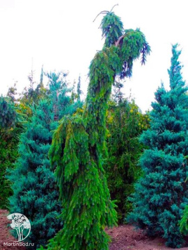 Фото Ель восточная Пендула