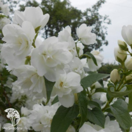 Чубушник Алебастр