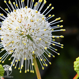Помпонное дерево на штамбе