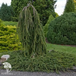 Ель обыкновенная Кобра