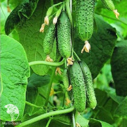 Огурец Кураж