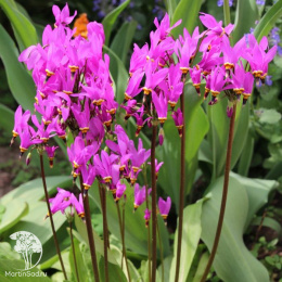 Додекатеон обыкновенный