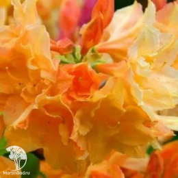  Азалия крупноцветковая Ксардас