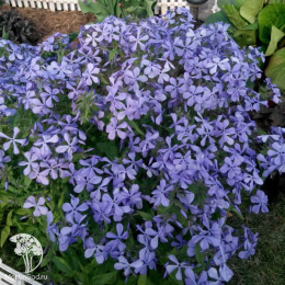 Флокс растопыренный Блу Мун