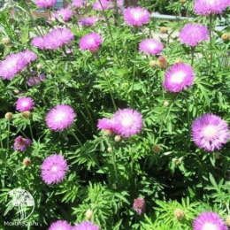 Василёк подбелённый