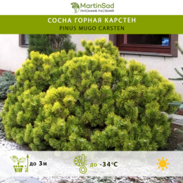 Сосна горная Карстен