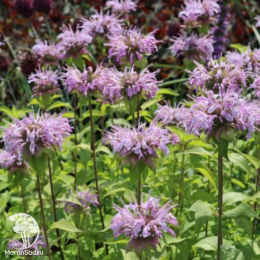 Набор для ароматной грядки монарда Би-Хэппи + Би-Фри + Элизес Лавендер