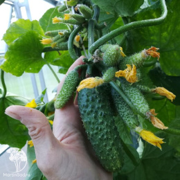 Огурец партенокарпический Бинго F1