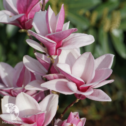 Магнолия Старбёрст