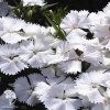 Dianthus chinensis Diana White Гвоздика китайская Диана Вайт фото 1 