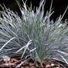 Koeleria glauca Coolio Коелерия сизая Кулио фото 2 