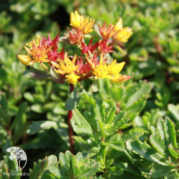 Седум цветоносный Вейхенстефанер Голд