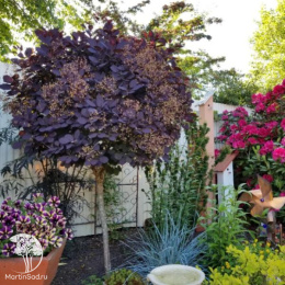 Скумпия Роял Перпл на штамбе