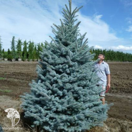 Ель голубая новогодняя Супер Блю в горшке