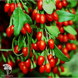 Дереза китайская Ягоды Годжи