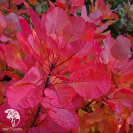 Скумпия кожевенная Олд Фэшенд