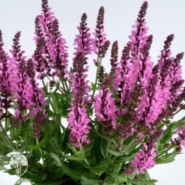 Salvia nemorosa Pink Nebula Шалфей дубравный Пинк Небула