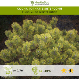 Сосна горная Винтерсонн