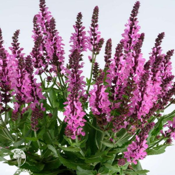 Фото Salvia nemorosa Pink Nebula Шалфей дубравный Пинк Небула