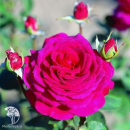 Роза чайно-гибридная Биг Пёрпл