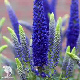 Вероника гибридная Фёрст Глори