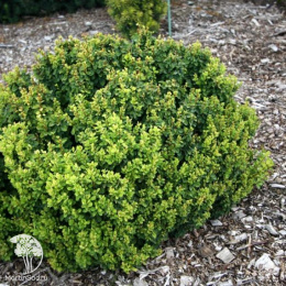 Барбарис Тунберга Грин Клауд