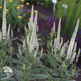 Вероника длиннолистная Шарлотт