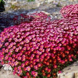 Камнеломка Цветочный ковер