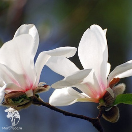 Магнолия кобус